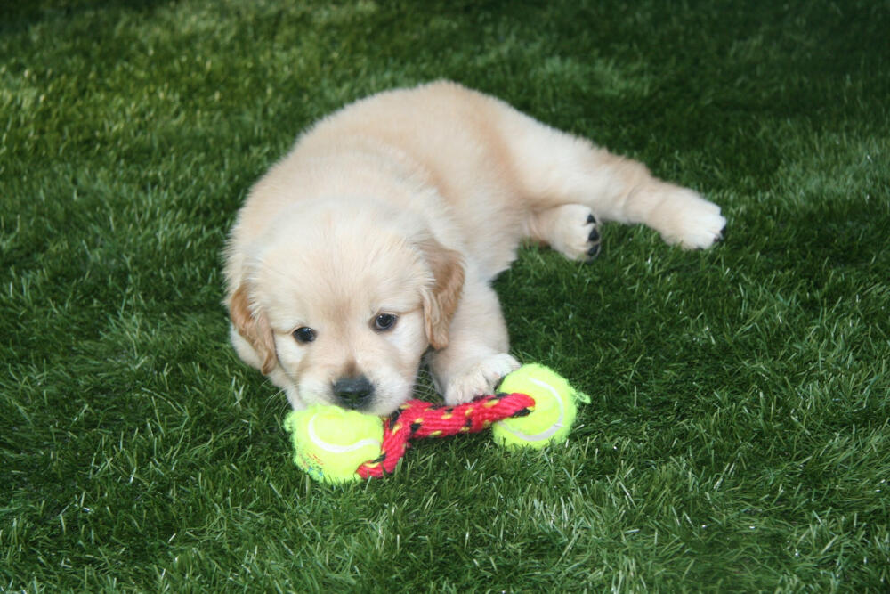 Greenwich artificial turf for dogs